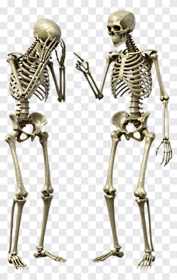 Two Skeletons In 3D Realistic Style PNG
