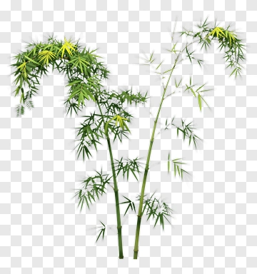 Bamboo Plant With Green And Yellow Leaves PNG