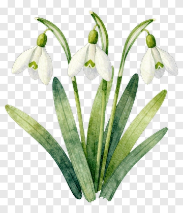 Snowdrop Flower With Green Leaves PNG
