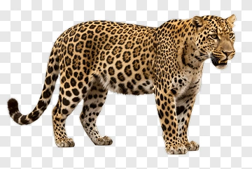 Leopard In Profile PNG