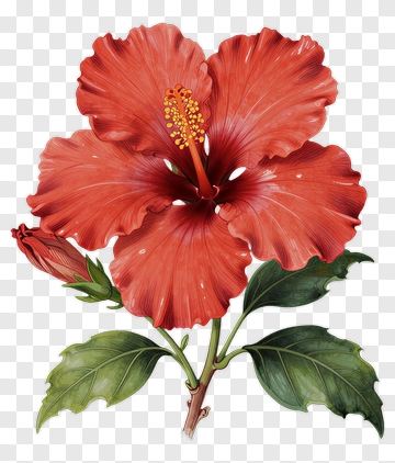 Red Hibiscus Flower With Green Leaves PNG