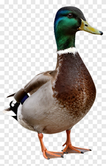 Male Duck PNG