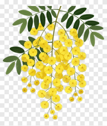 Wattle Flower With Green Leaves PNG
