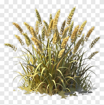 Cluster Of Wheat Plants PNG