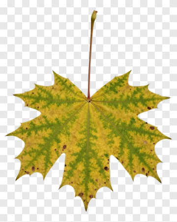Maple Leaf With Yellow And Green Tones PNG