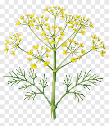 Dill Plant With Yellow Flowers PNG