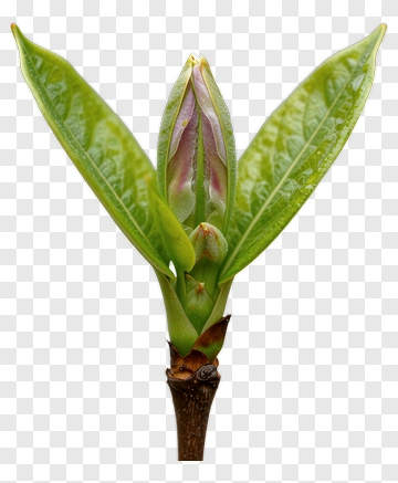 Emerging Bud And Leaf PNG