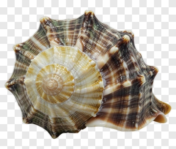 Seashell PNG
