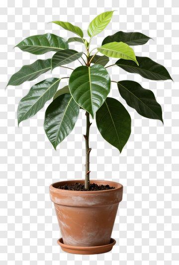 Potted Plant With Large Leaves PNG