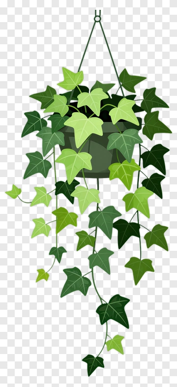 Hanging Ivy Plant With Green Leaves PNG