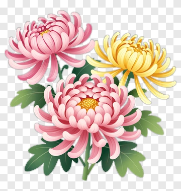 Pink And Yellow Chrysanthemums PNG