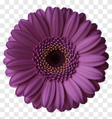 Purple Gerbera Daisy PNG