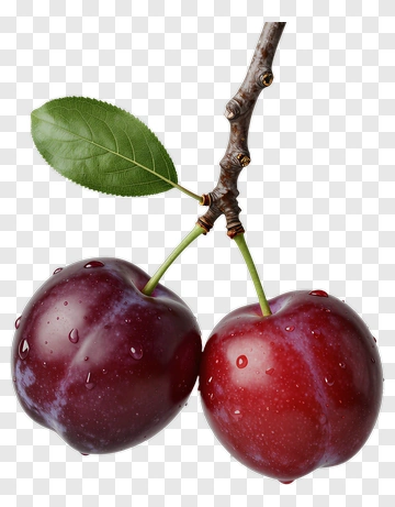 Two Plums On A Branch With Leaf PNG