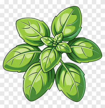 Basil Leaf Illustration PNG