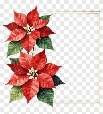Red Poinsettia With Green Leaves PNG