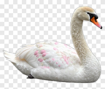 White Swan With Pink Feather Patterns PNG