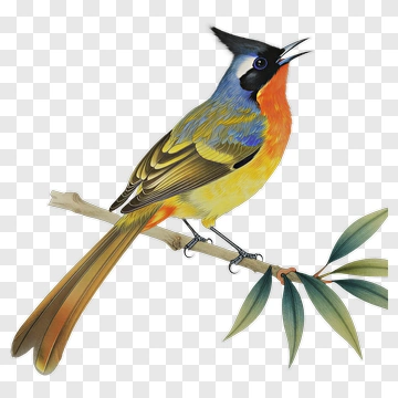 Colorful Songbird Perched On Branch PNG