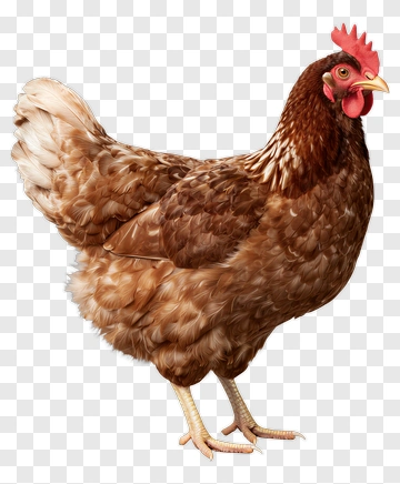 Brown Hen With Red Comb PNG