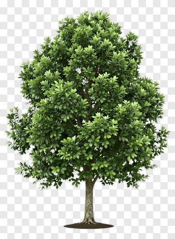 Lush Green Tree PNG