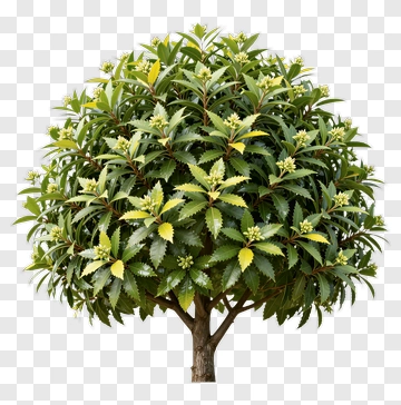 Round Topiary Tree With Green And Yellow Leaves PNG