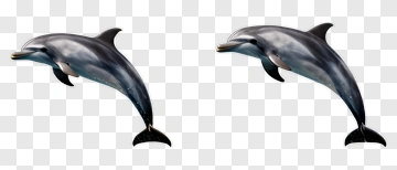 Two Dolphins Jumping Out Of The Water PNG