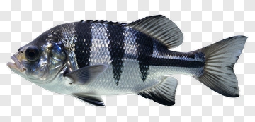 Fish PNG