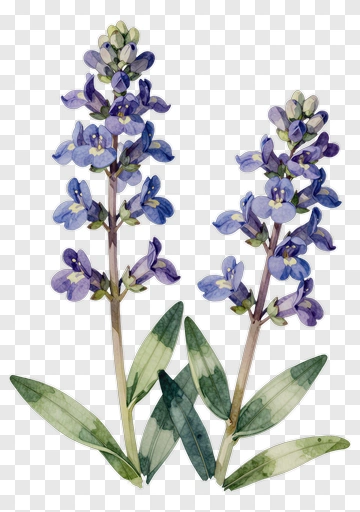 Blue Flower With Green Leaves PNG