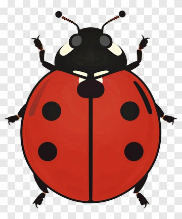 Ladybug PNG