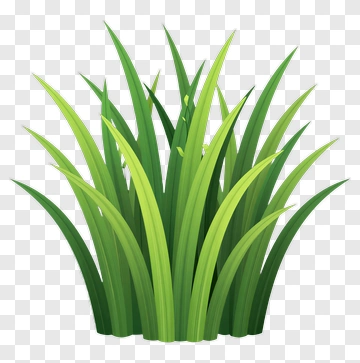 Grass PNG