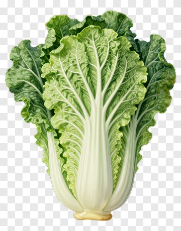 Fresh Cabbage With Green Leaves And White Stem PNG