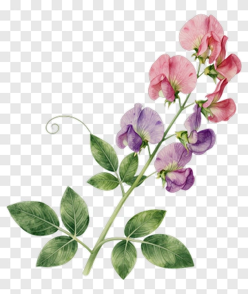 Watercolor Vine With Pink And Purple Flowers PNG