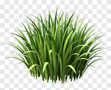 Green Grass Cluster PNG