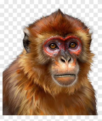 Red-faced Monkey Portrait PNG