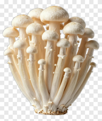 Enoki Mushroom Cluster PNG