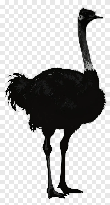 Ostrich Silhouette PNG
