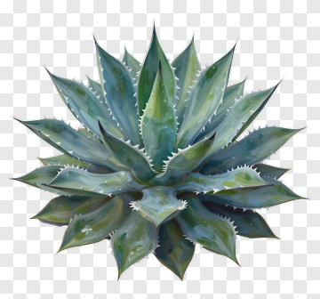 Agave Plant Watercolor Painting PNG