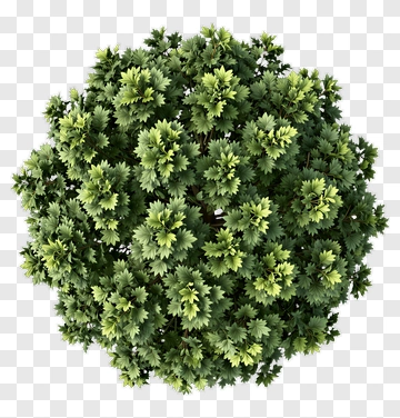 Top View Of A Lush Green Shrub PNG