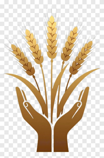 Hands Holding Wheat PNG