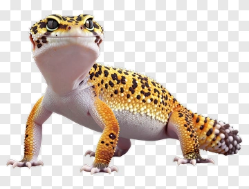Yellow And Black Spotted Gecko PNG