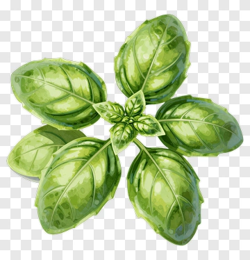 Fresh Basil Leaf PNG