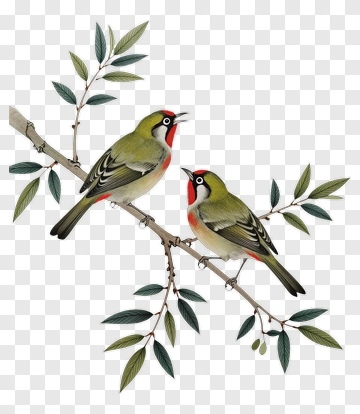 Two Birds On A Branch PNG