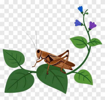Grasshopper On Green Leaf With Blue Flower PNG