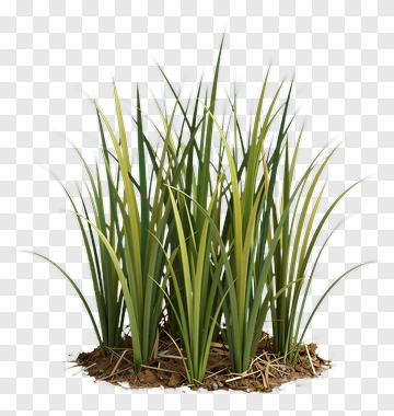 Cluster Of Green Grass With Yellow Tips PNG