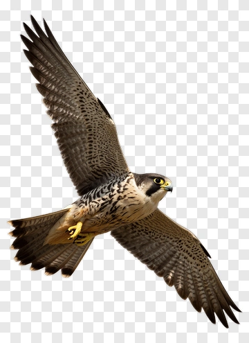 Falcon In Flight PNG