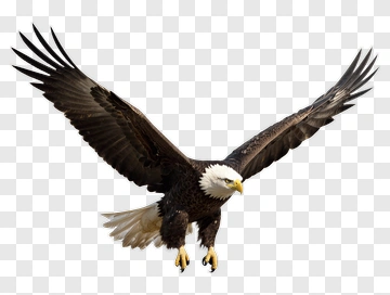 American Eagle In Flight PNG