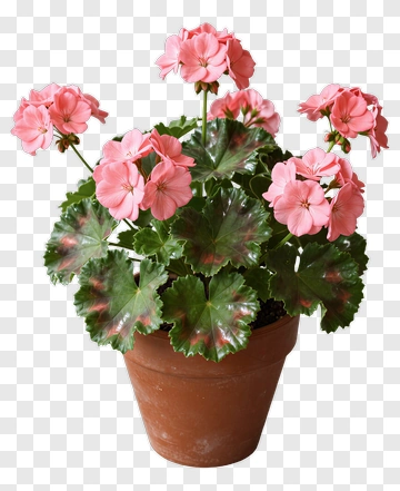 Pink Geranium In Terracotta Pot PNG