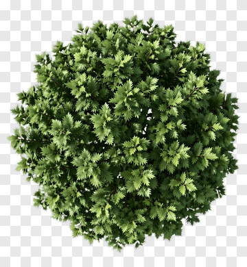 Top View Of A Rounded Bush PNG