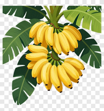 Banana Fruit On Tropical Plant PNG
