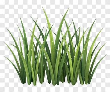 Green Grass With Water Droplets PNG