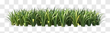 Green Grass With Yellow Tips PNG